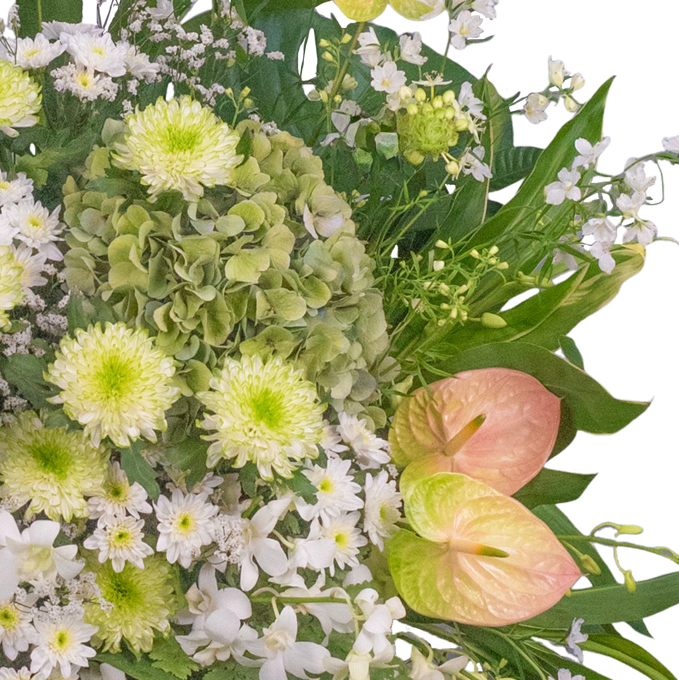 綠白爪菊繡球花籃