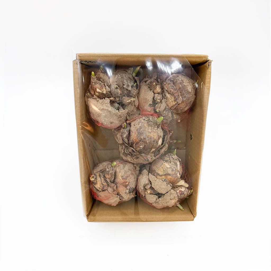 漳州原箱6頭水仙王 (5-6個裝)