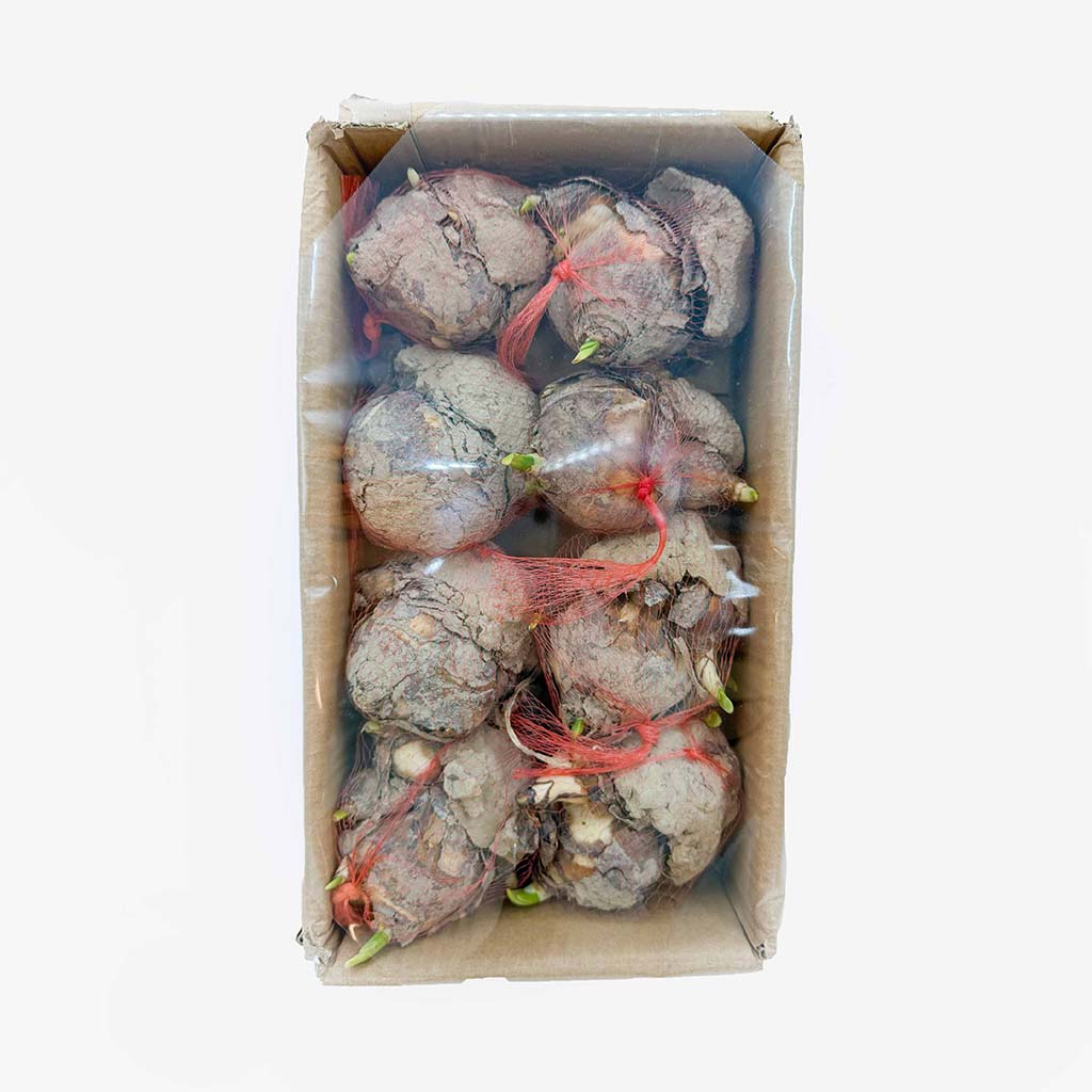 漳州原箱8頭水仙王 (8-10個裝)