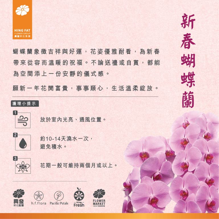 蝶霞仙光 (8菖) 蝴蝶蘭