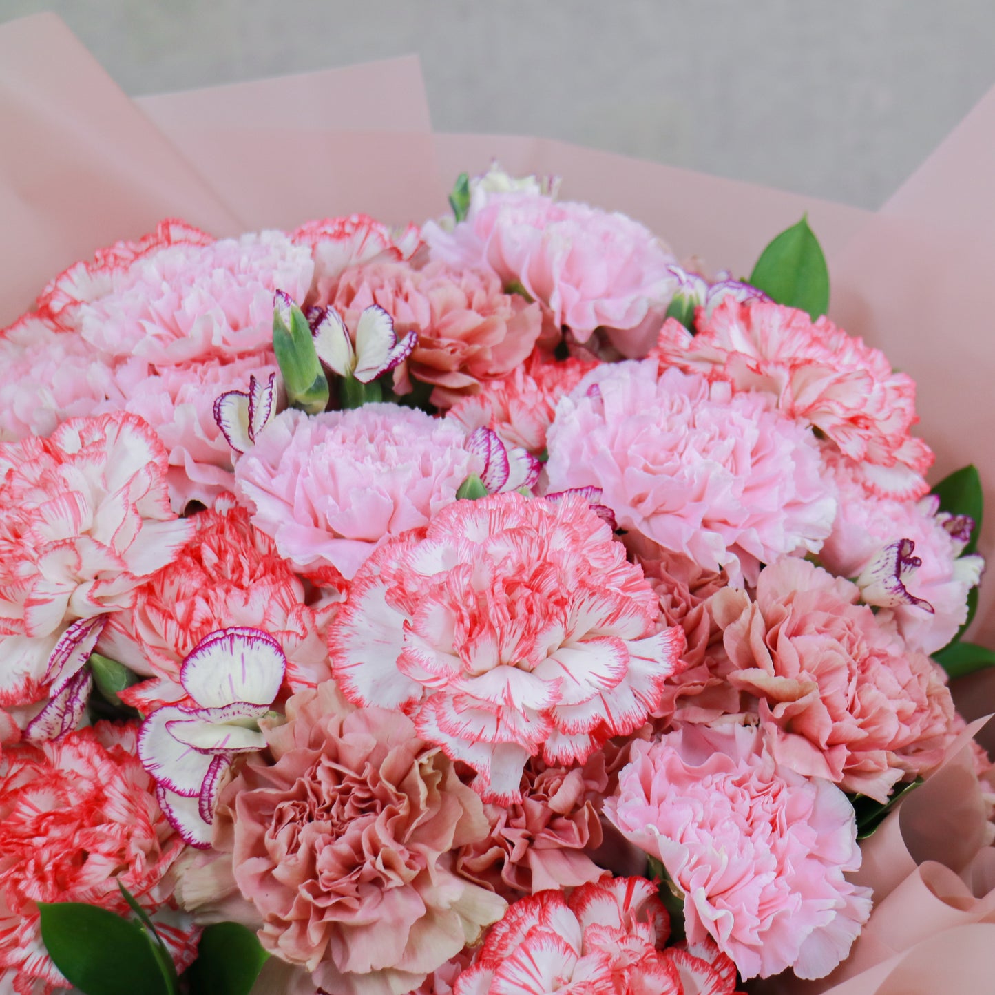 粉色康乃馨花束 Pink carnation bouquet