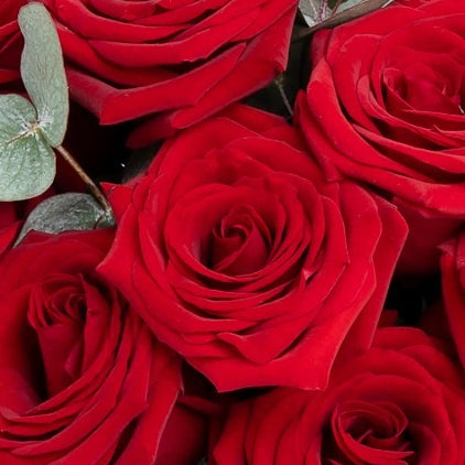 12 red roses with vase
