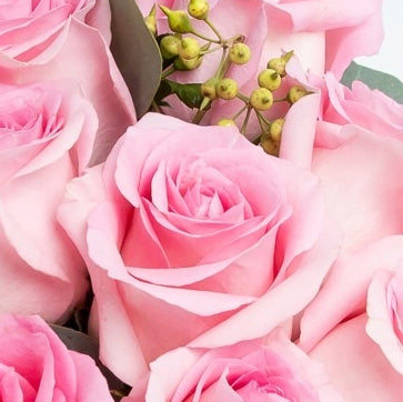 12 pink roses with vase