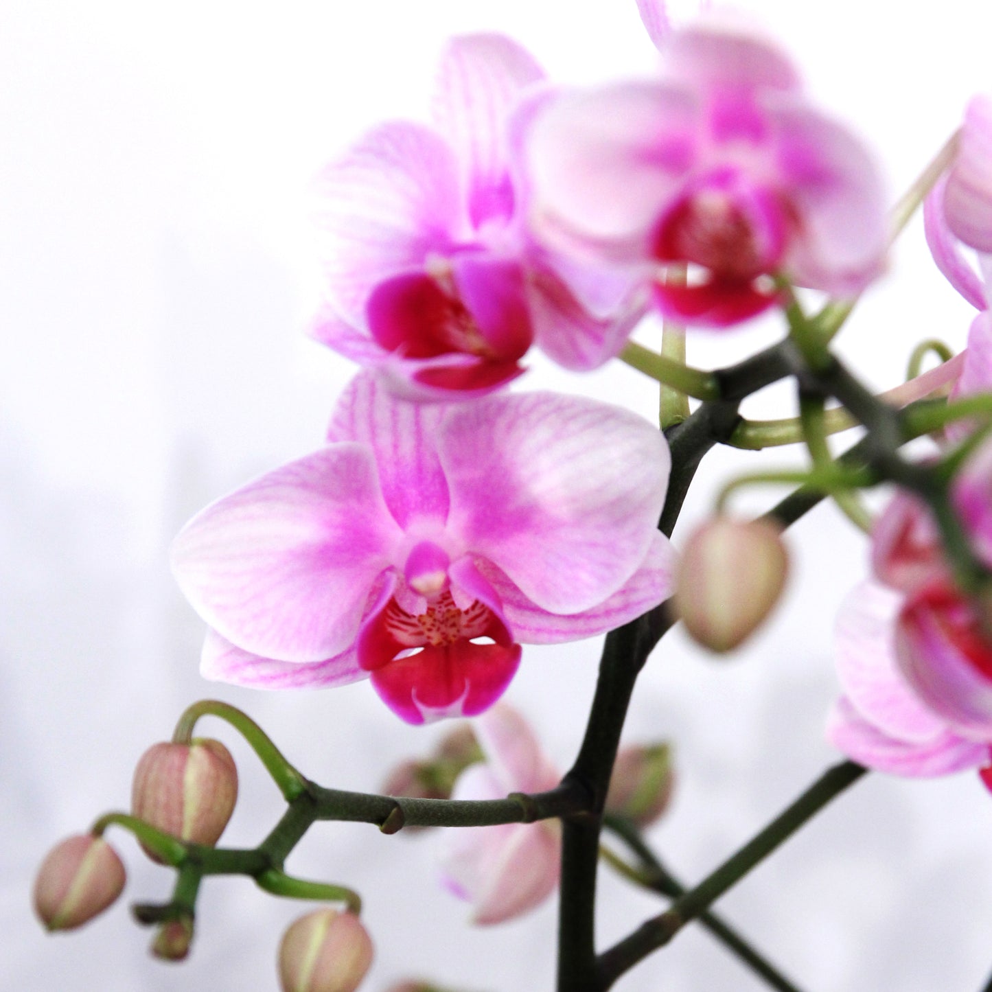 Seoul Romance – Artisan Crafted Orchid
