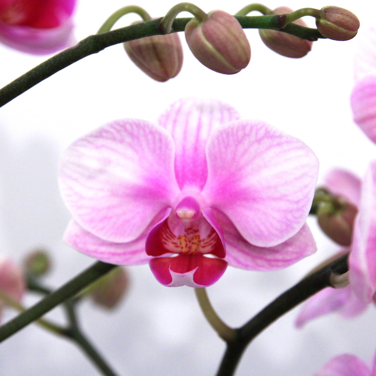 Seoul Romance – Artisan Crafted Orchid