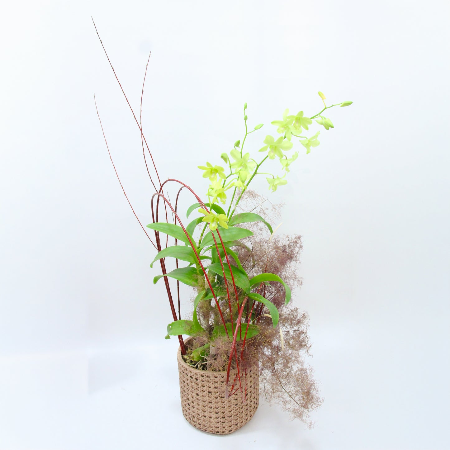 Rainy Melody – Artisan Crafted Orchid