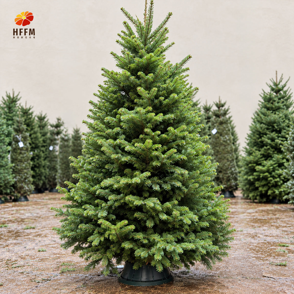 【Early Bird 30% OFF】Premium Noble Fir Christmas Tree