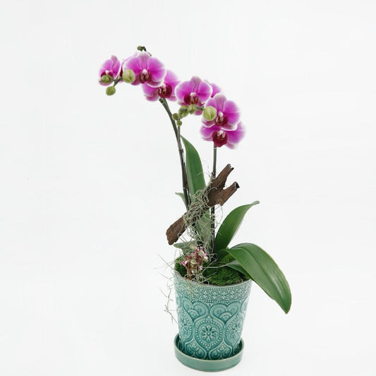Mini pink orchid with succulent (double stems)
