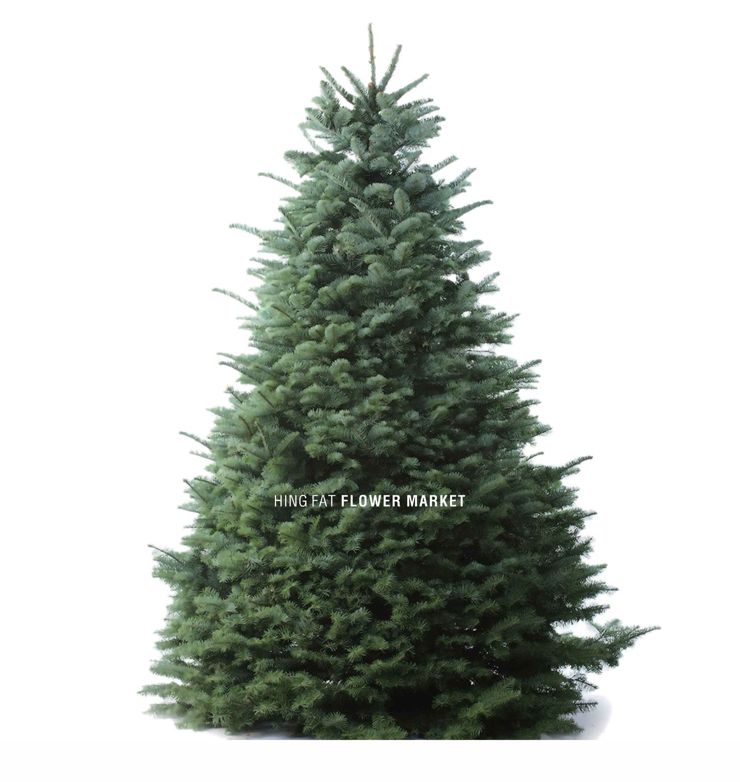 Premium Noble Fir Christmas Tree