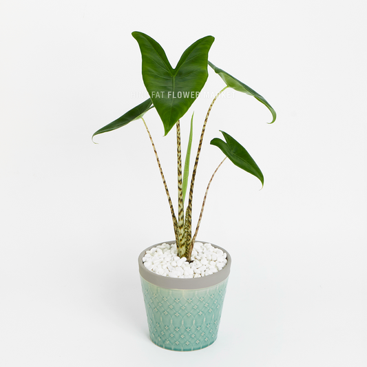 斑馬觀音蓮盆栽 Plant - Alocasia Zebrina