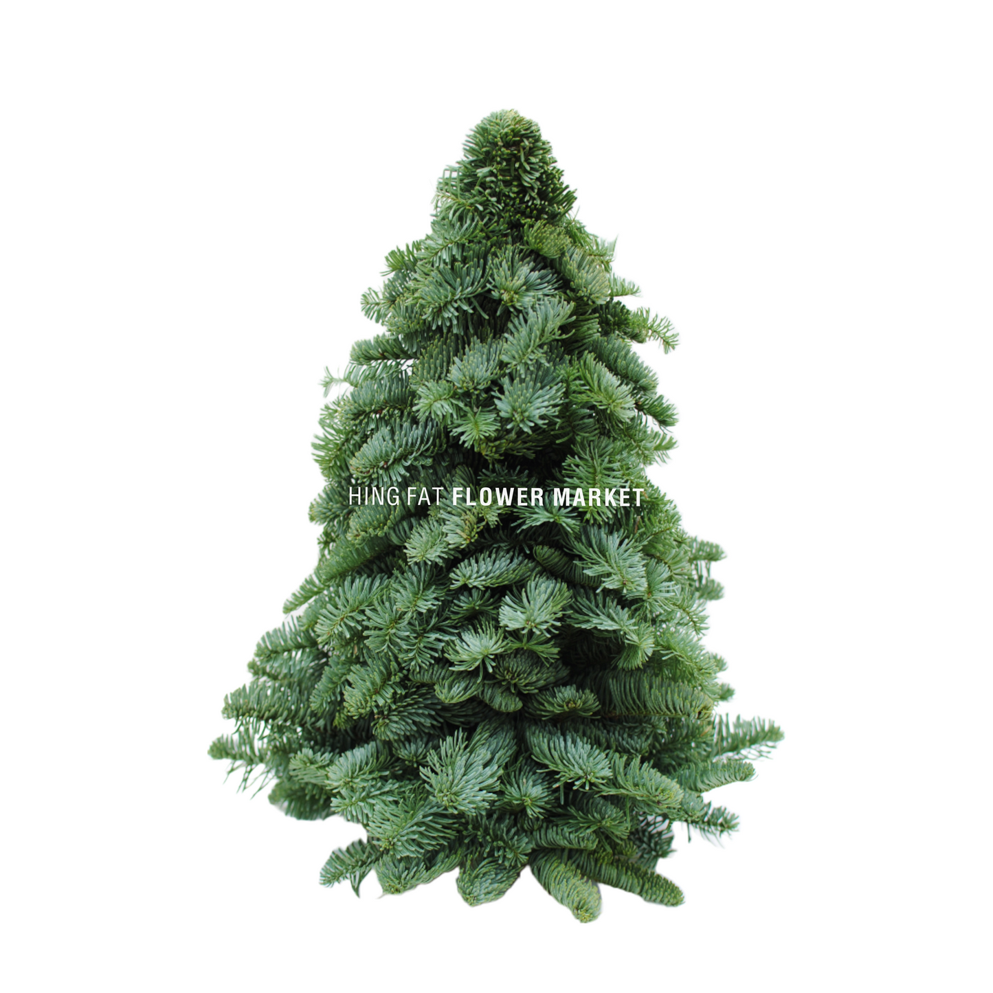 荷蘭貴族松聖誕樹 (30-60 cm)
