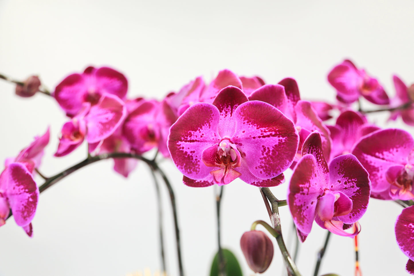 Taiwan Phalaenopsis Orchids - Set of 8 Stems in Three Vibrant Colors