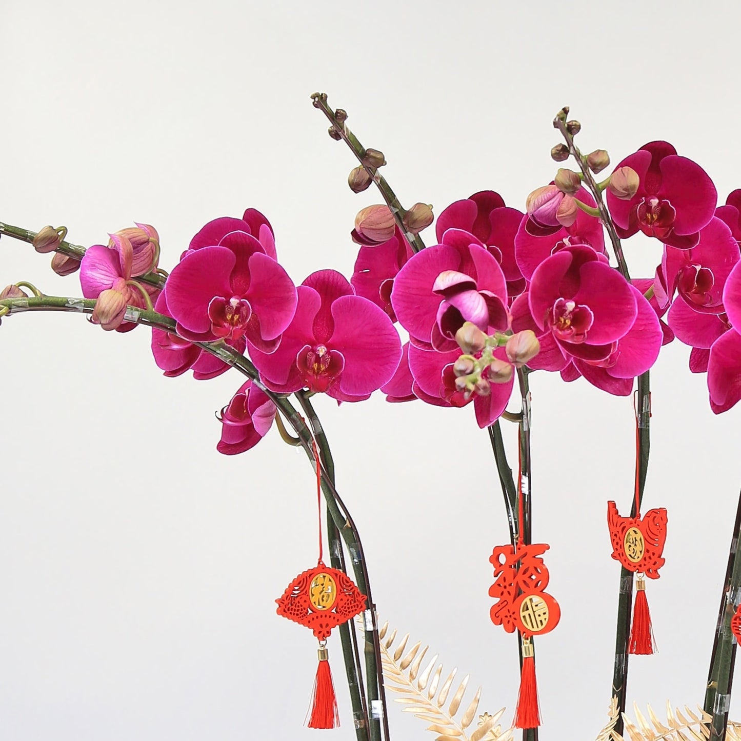 Taiwan Phalaenopsis Orchids - Set of 5 Stems in Three Vibrant Colors