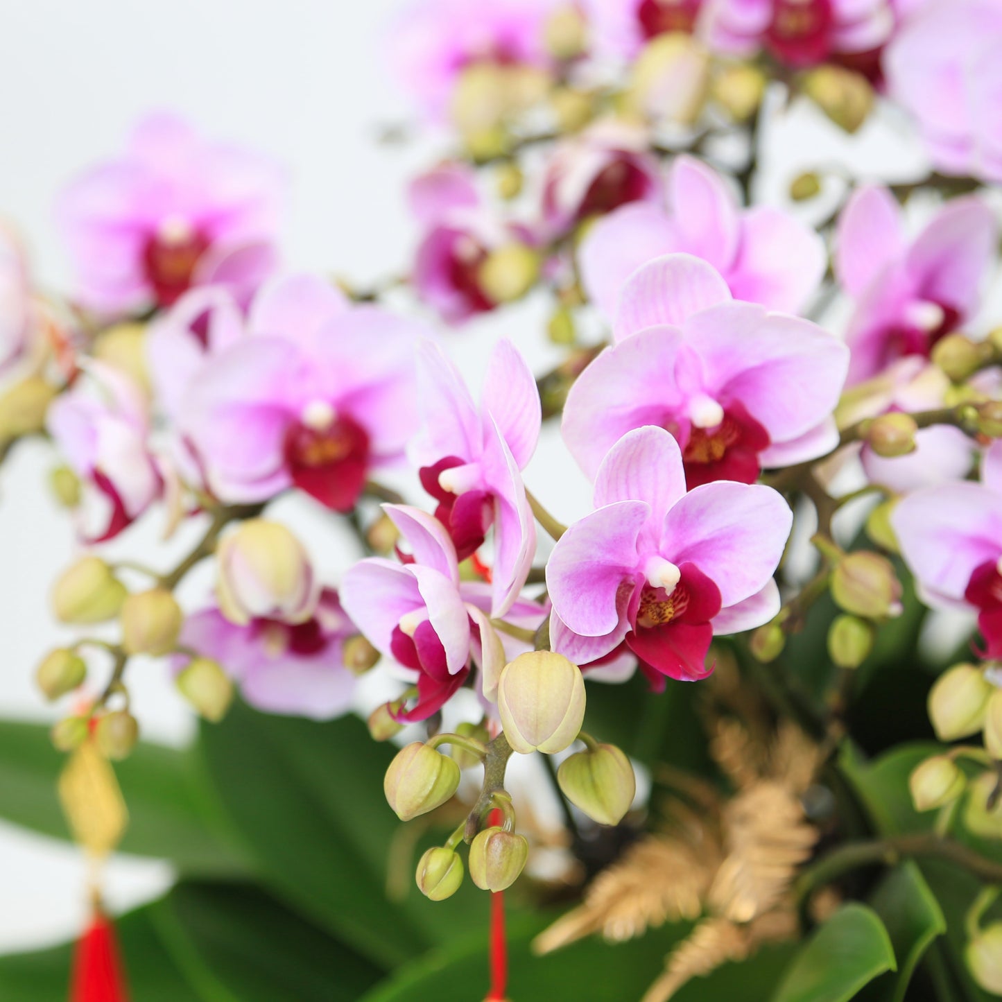 Taiwan mini double phalaenopsis orchids  - Sweetness