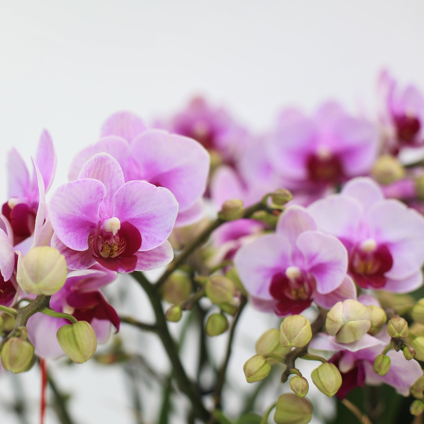 Taiwan mini double phalaenopsis orchids  - Sweetness