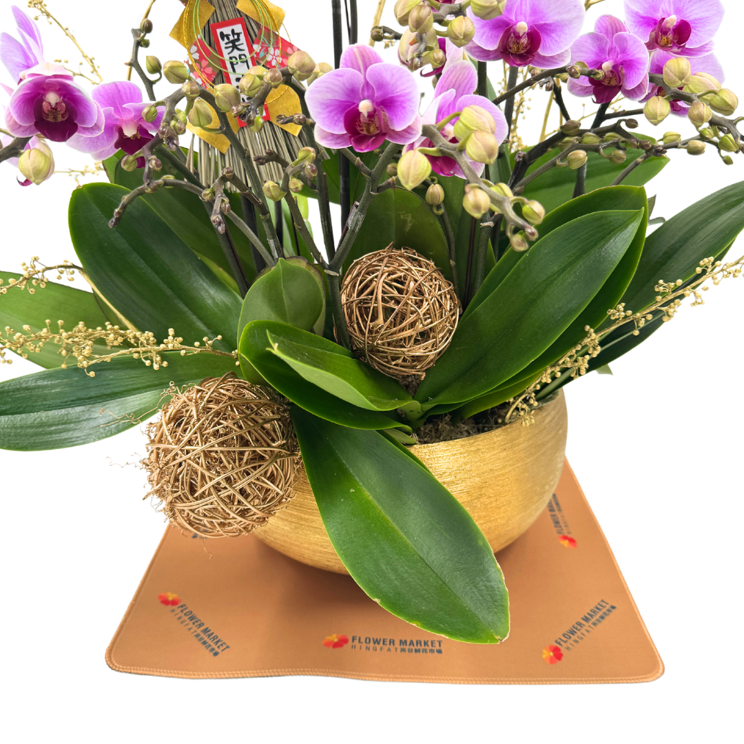 CNY flowers - Taiwan Dancing Orchid (10 stems)