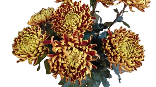 CNY flowers - Taiwan chrysanthemum (10 stems)