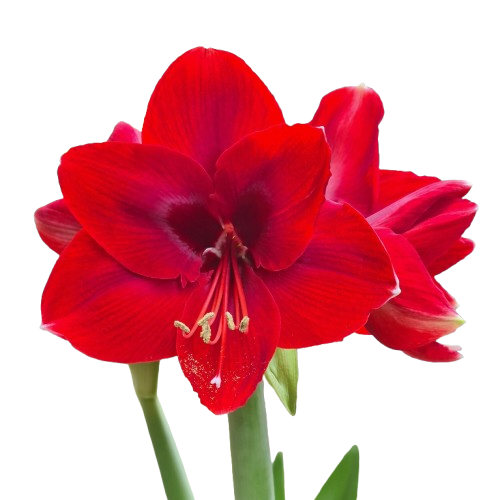 CNY flowers - Amaryllis