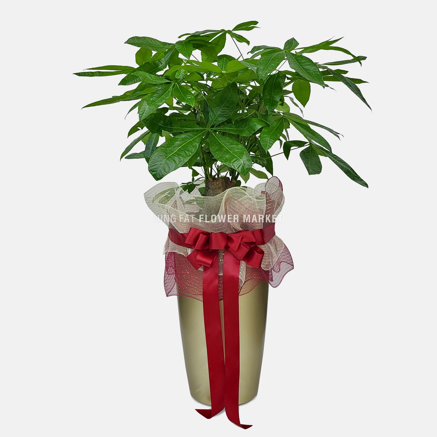 Plant - Pachira Aquatica - Money Tree  (L)