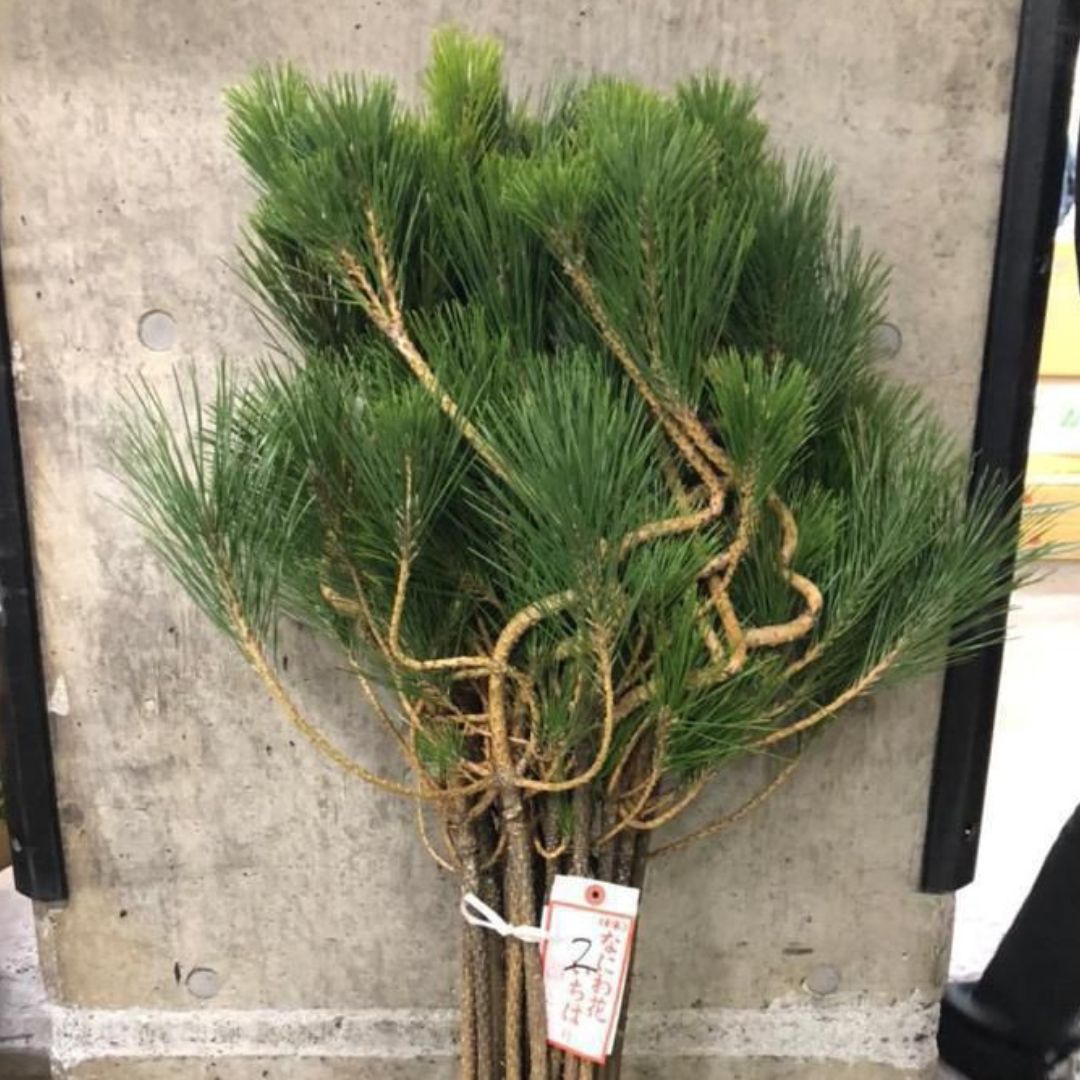 CNY flowers - Pinus thunbergii 100cm+ (1 stem)