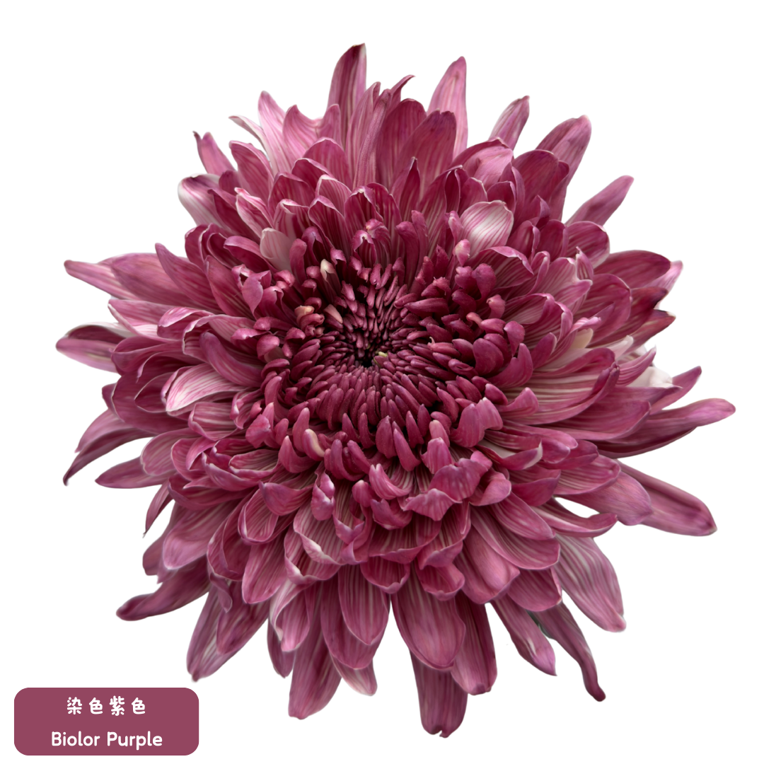 新春年花 - 越南染色富貴菊 70cm (5枝) 