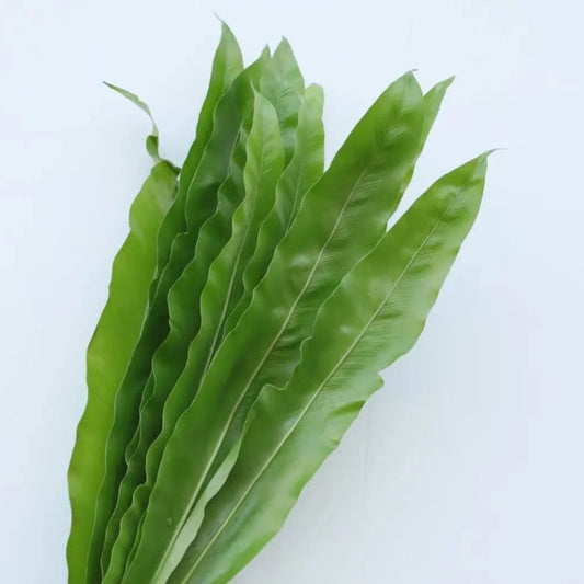 CNY Flowers - Foliage - Asplenium nigus 60cm+(7 Stems)