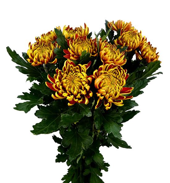 CNY flowers - Taiwan chrysanthemum (10 stems)