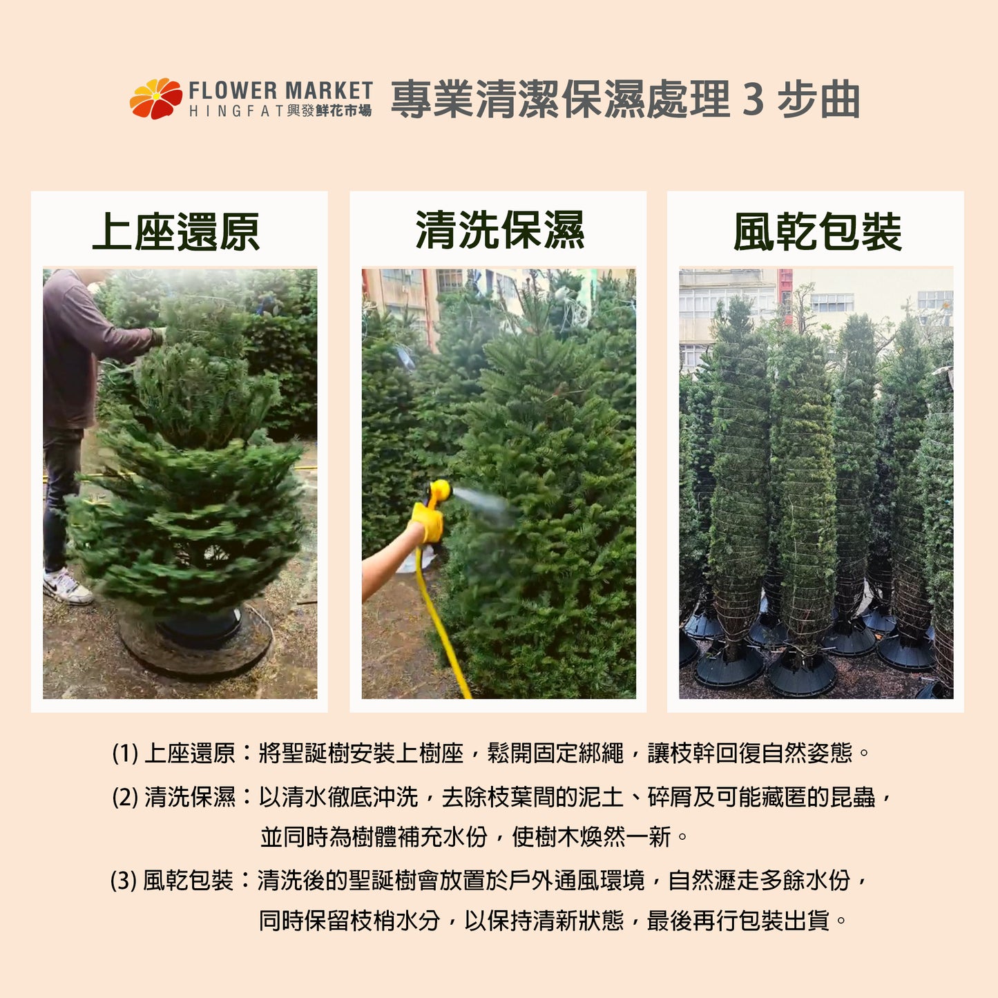 Premium Noble Fir Christmas Tree