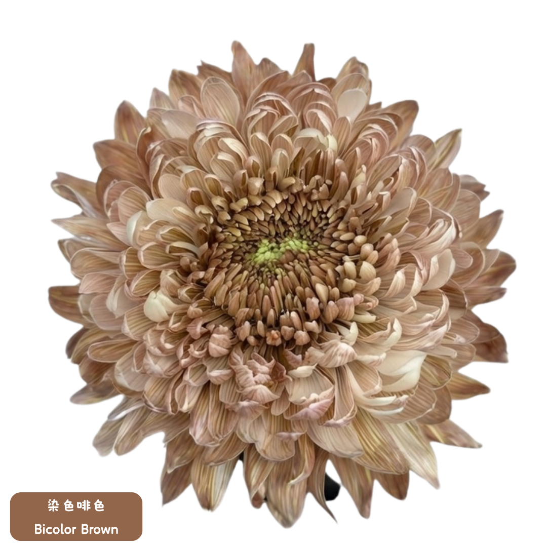 新春年花 - 越南染色富貴菊 70cm (5枝) 