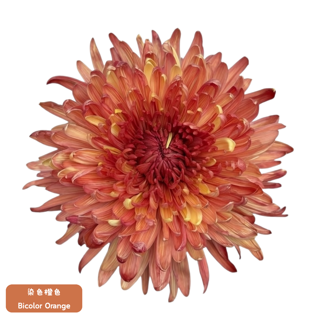 新春年花 - 越南染色富貴菊 70cm (5枝) 