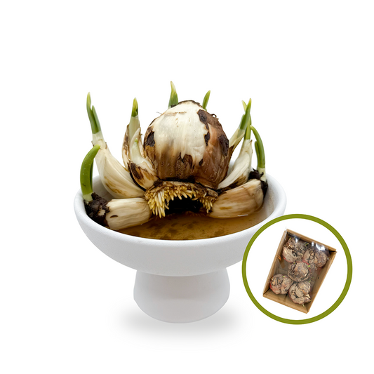 漳州原箱6頭水仙王 (5-6個裝)