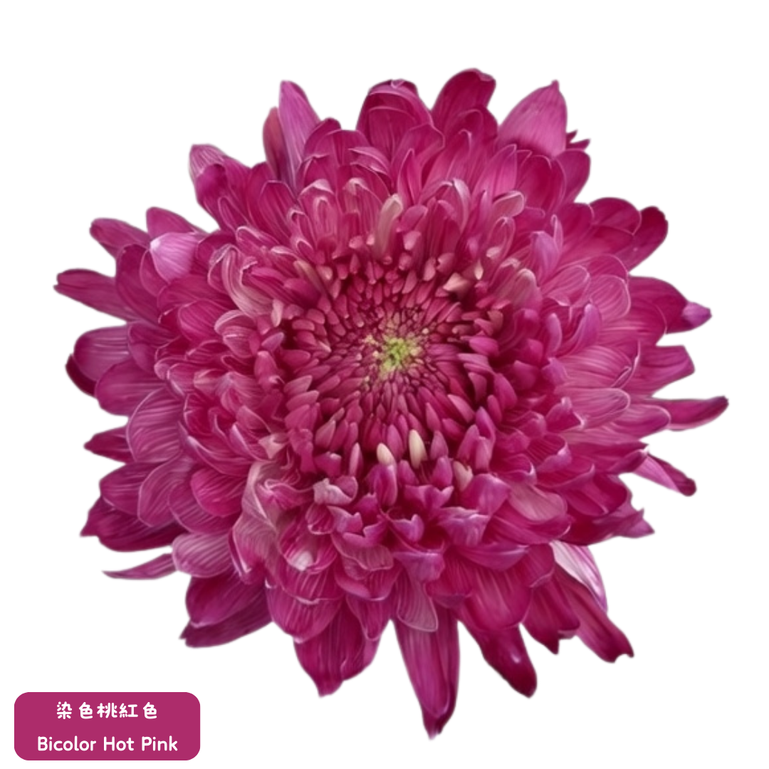 新春年花 - 越南染色富貴菊 70cm (5枝) 