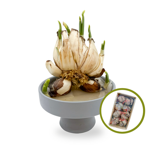 漳州原箱8頭水仙王 (8-10個裝)