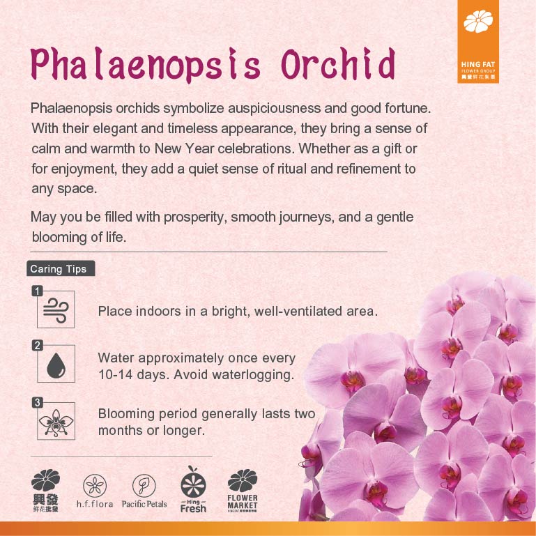 馬躍金枝 (3菖) 蝴蝶蘭