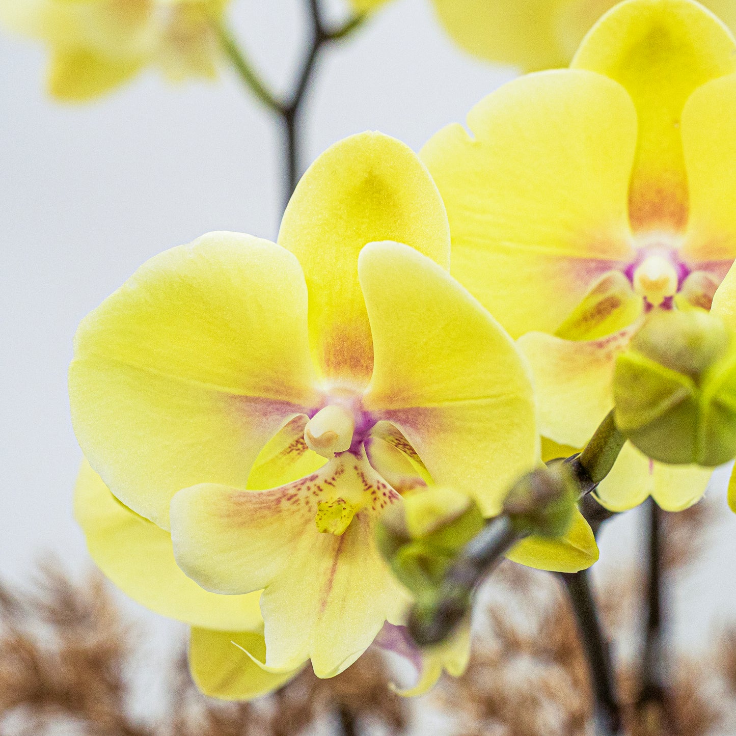馬躍金枝 (3菖) 蝴蝶蘭