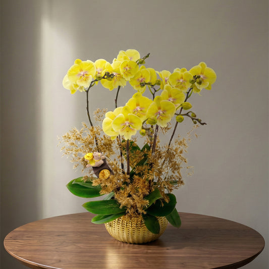 馬躍金枝 (3菖) 蝴蝶蘭