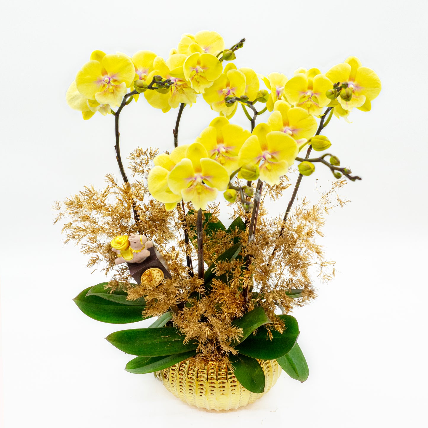 馬躍金枝 (3菖) 蝴蝶蘭