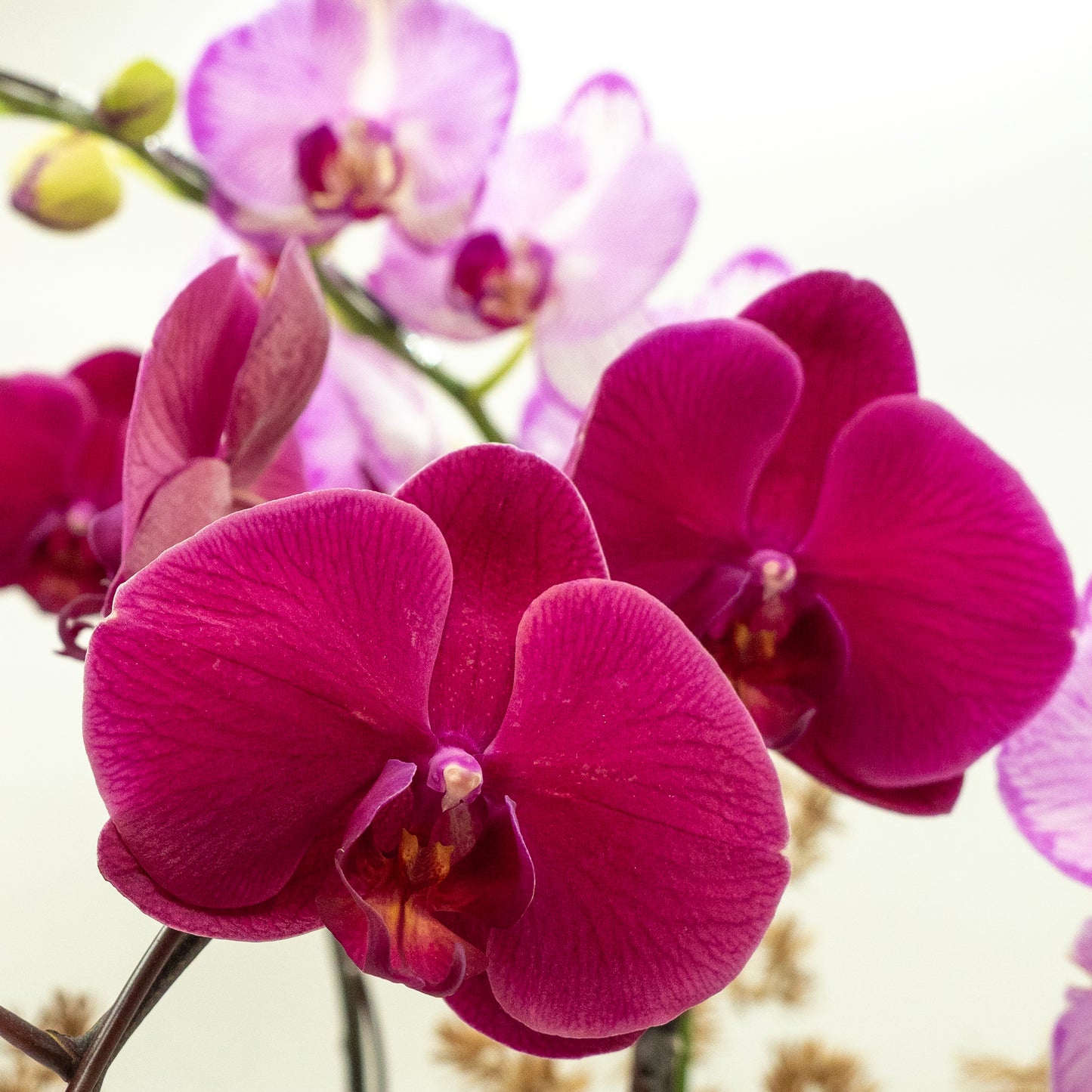 蘭玉翠金 (5菖) - 蝴蝶蘭