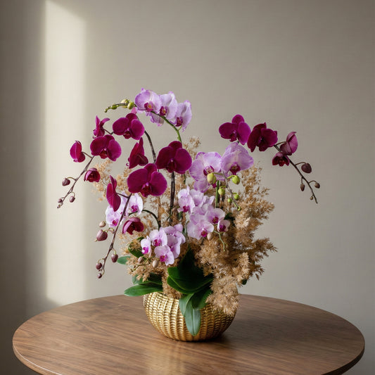 蘭玉翠金 (5菖) - 蝴蝶蘭