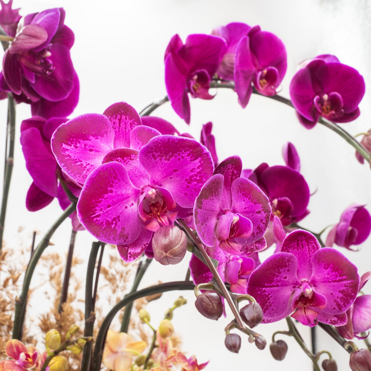 蝶霞仙光 (8菖) 蝴蝶蘭  