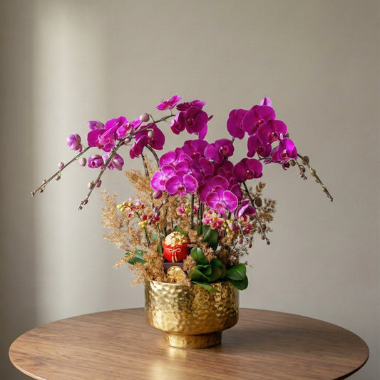 蝶霞仙光 (8菖) 蝴蝶蘭  