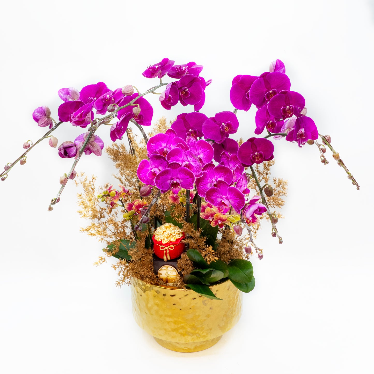 蝶霞仙光 (8菖) 蝴蝶蘭  