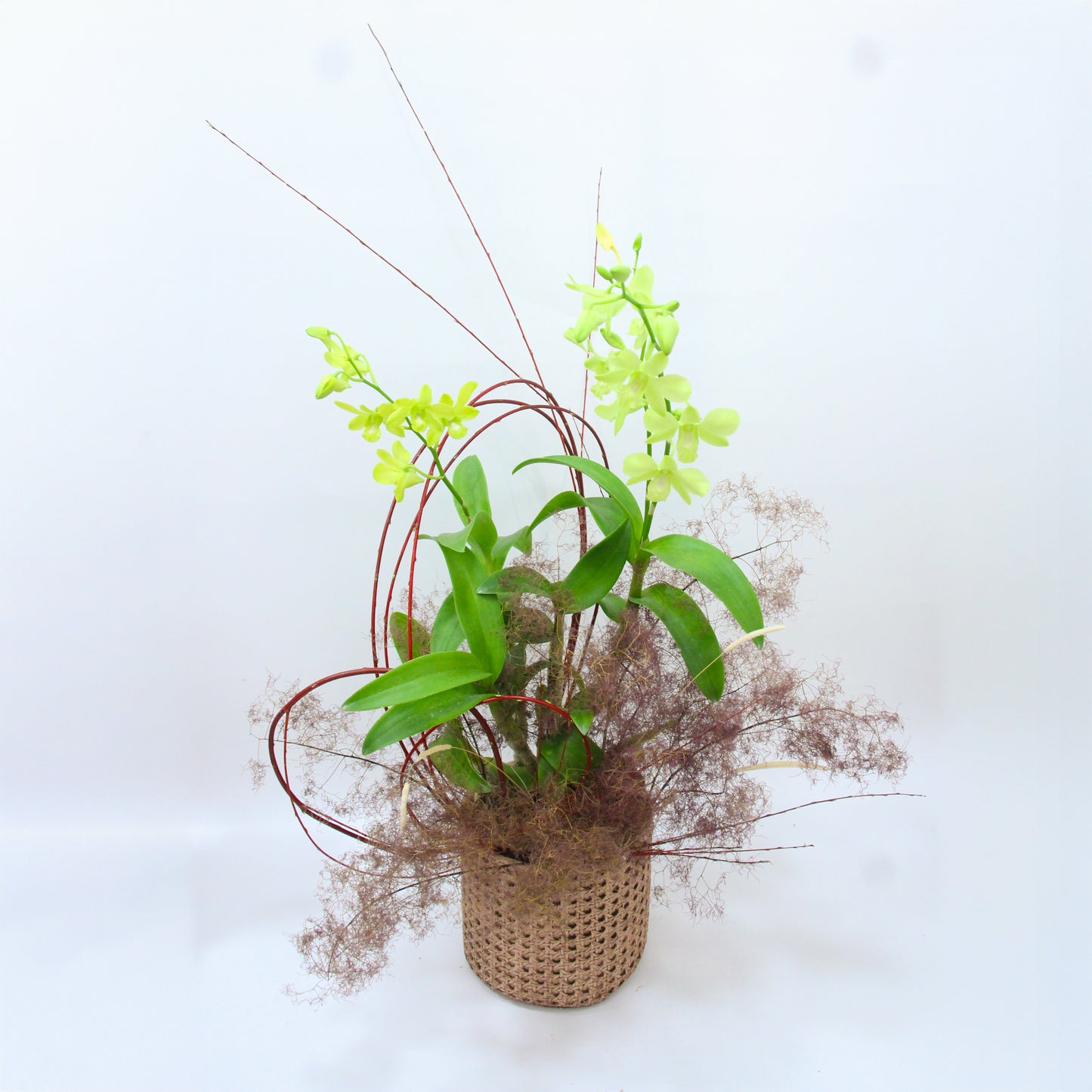 Rainy Melody – Artisan Crafted Orchid