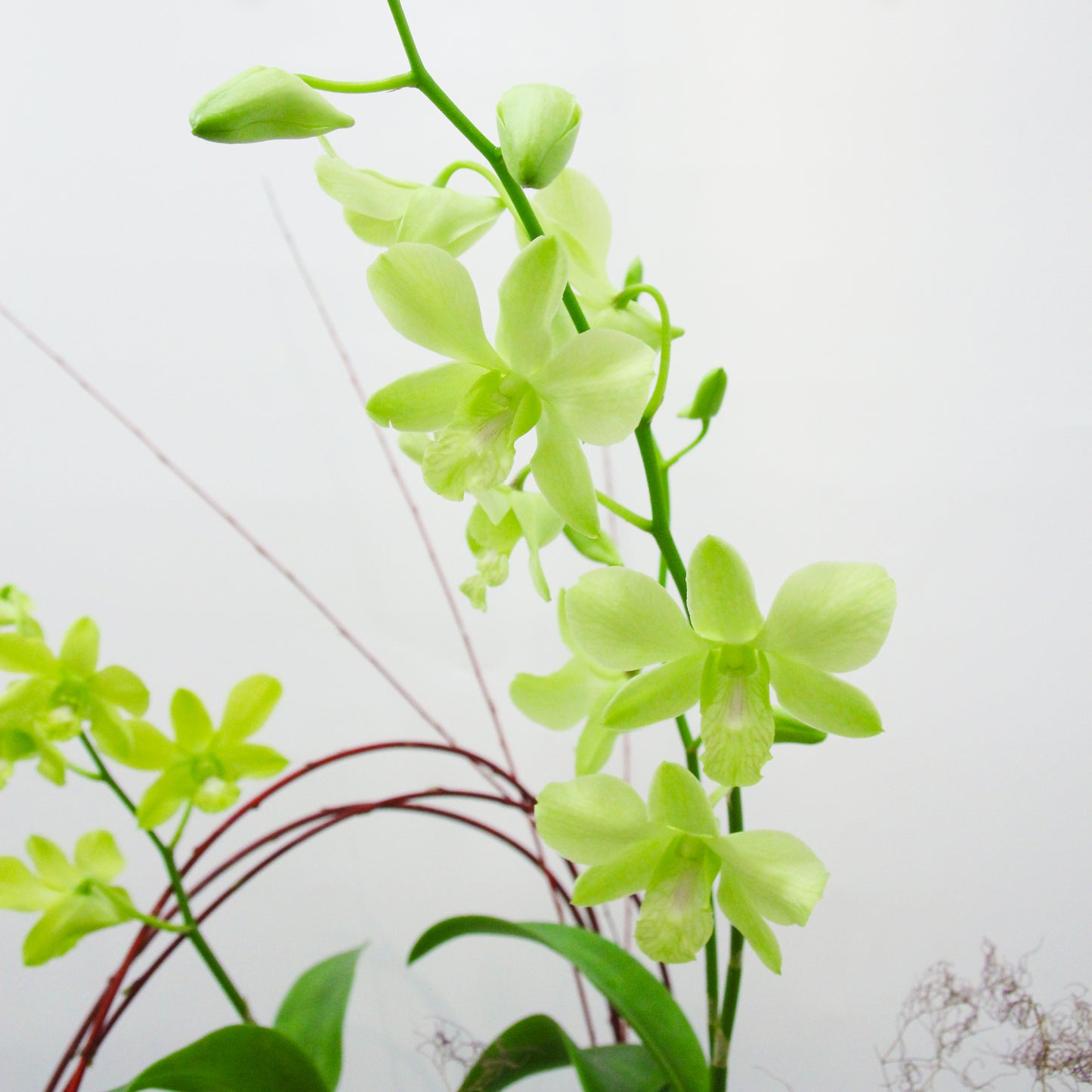 Rainy Melody – Artisan Crafted Orchid