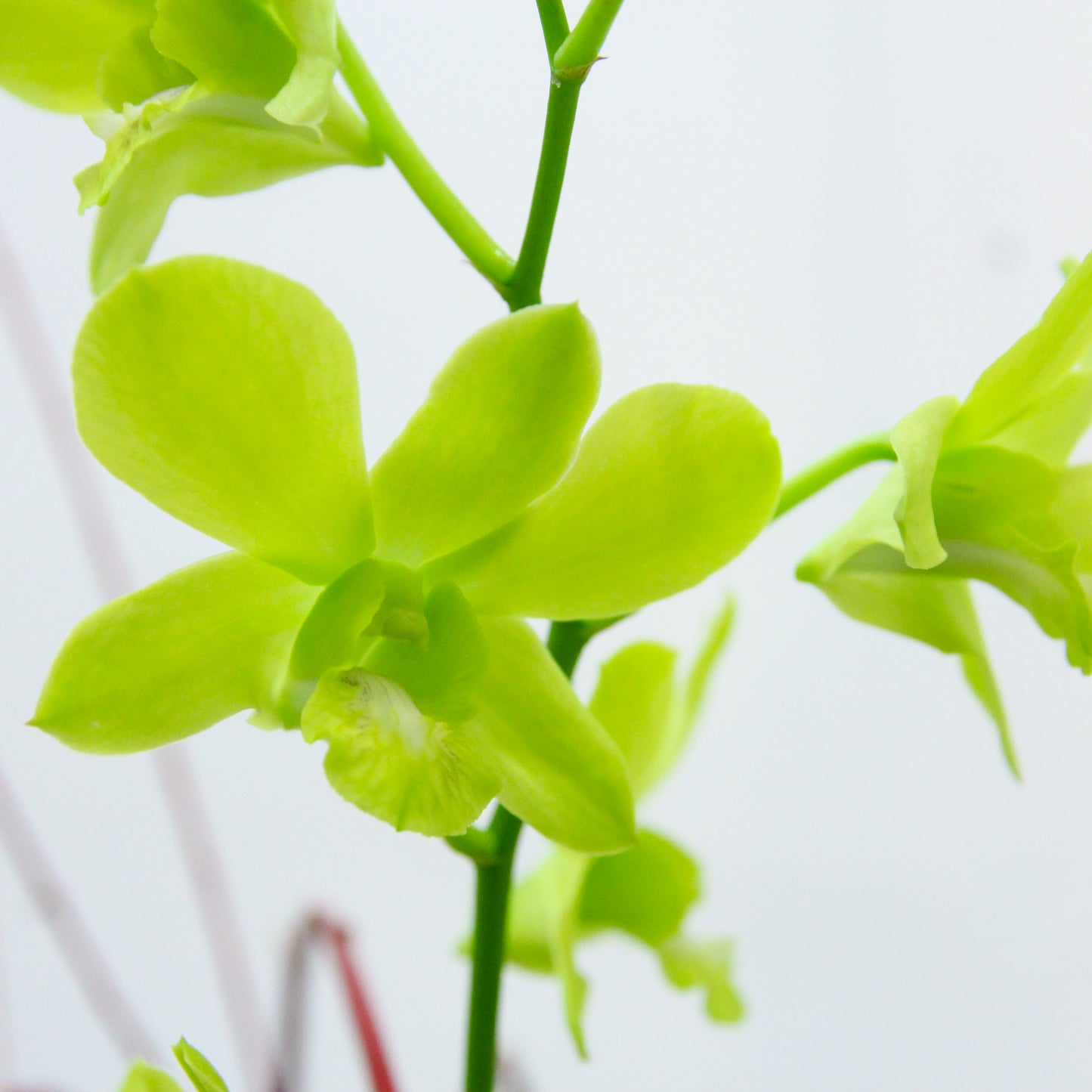 Rainy Melody – Artisan Crafted Orchid