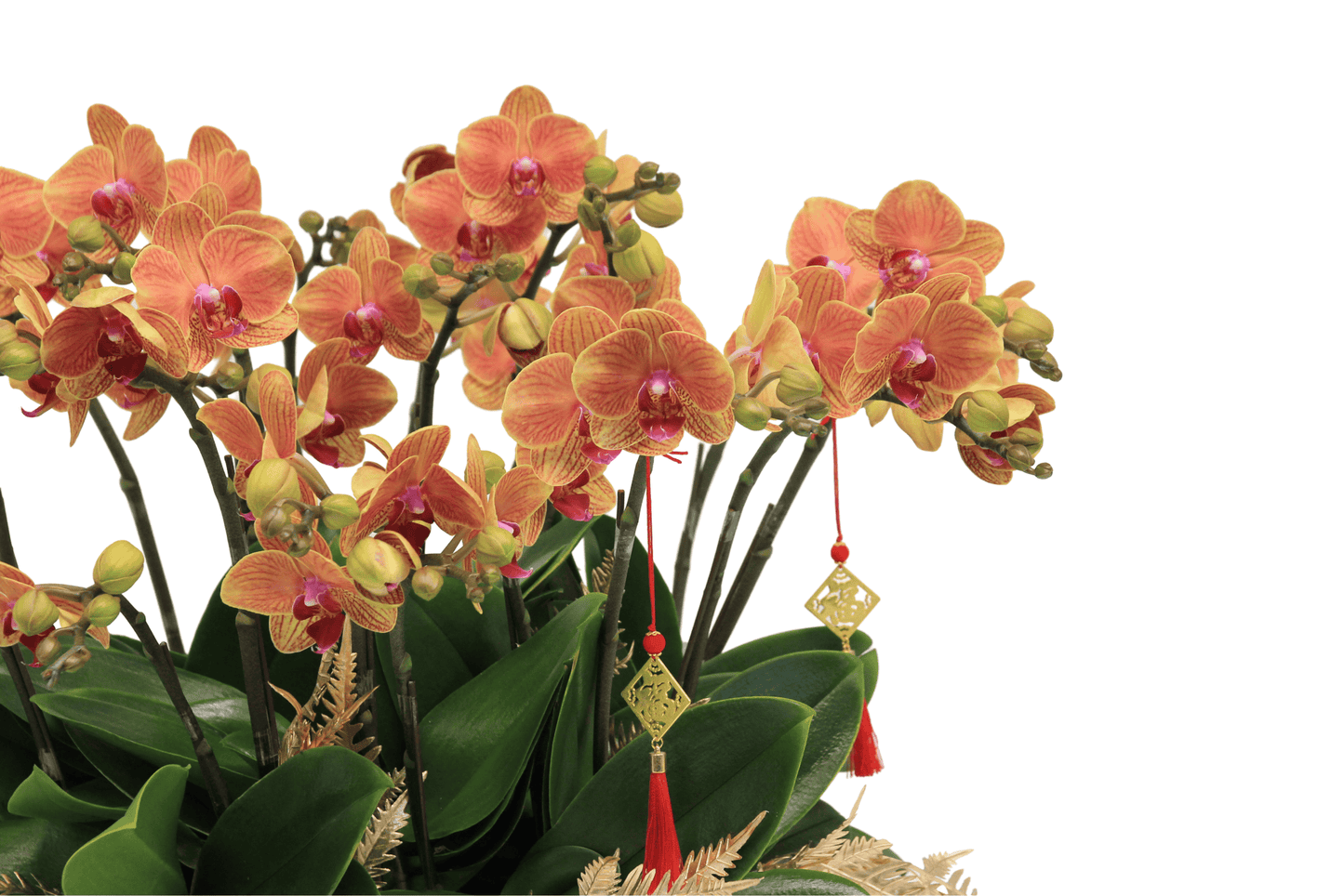 Taiwan mini double phalaenopsis orchids  - Bright treasure