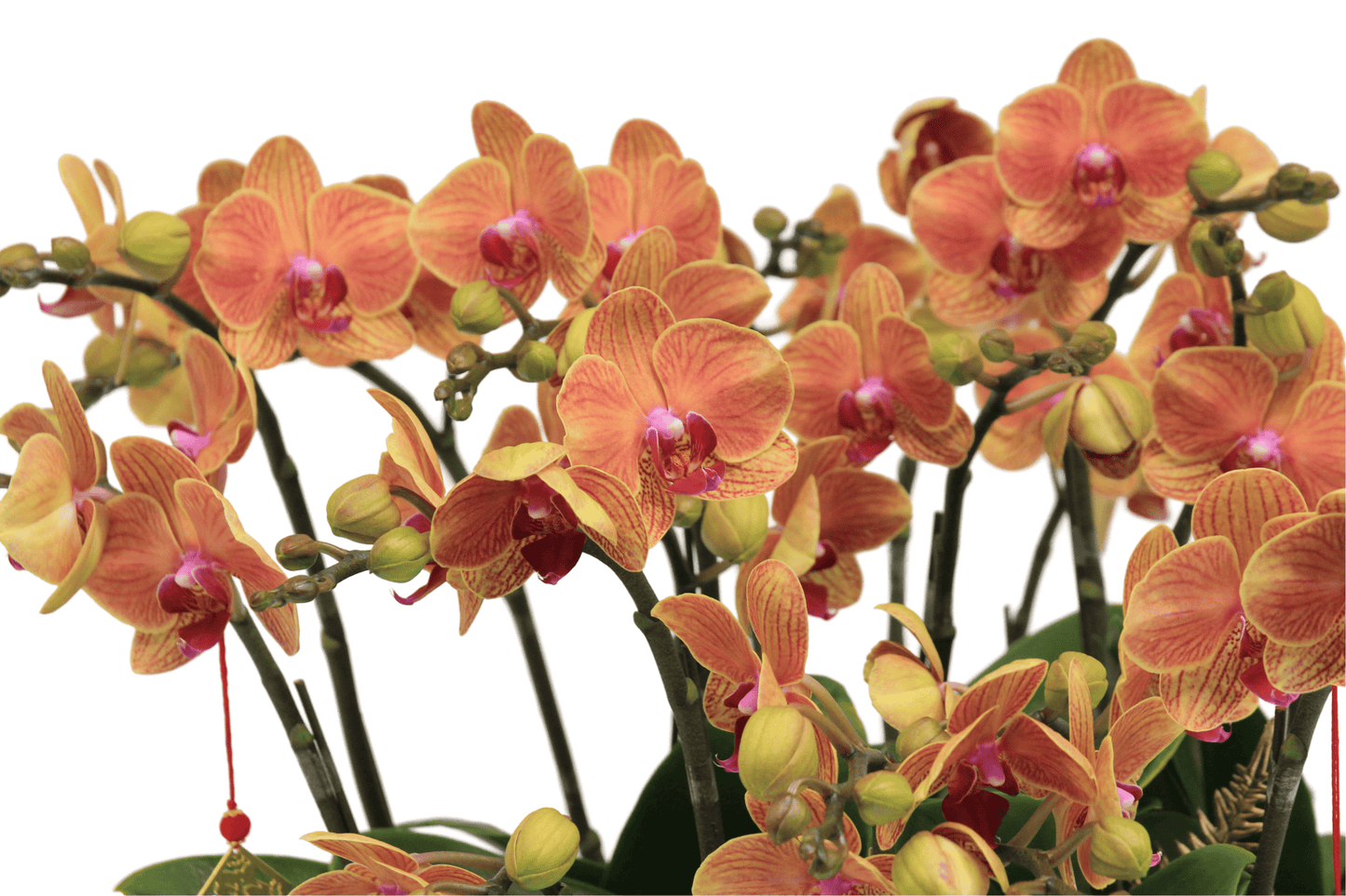 Taiwan mini double phalaenopsis orchids  - Bright treasure