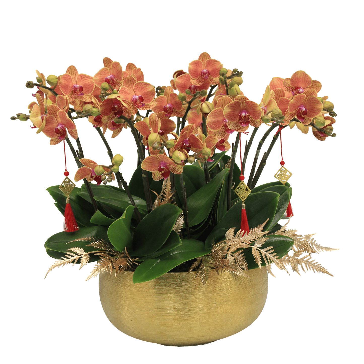 Taiwan mini double phalaenopsis orchids  - Bright treasure