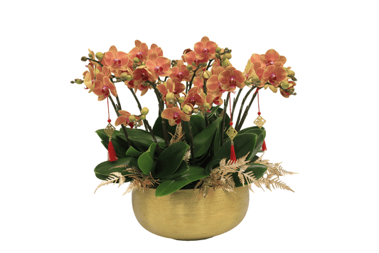 Taiwan mini double phalaenopsis orchids  - Bright treasure