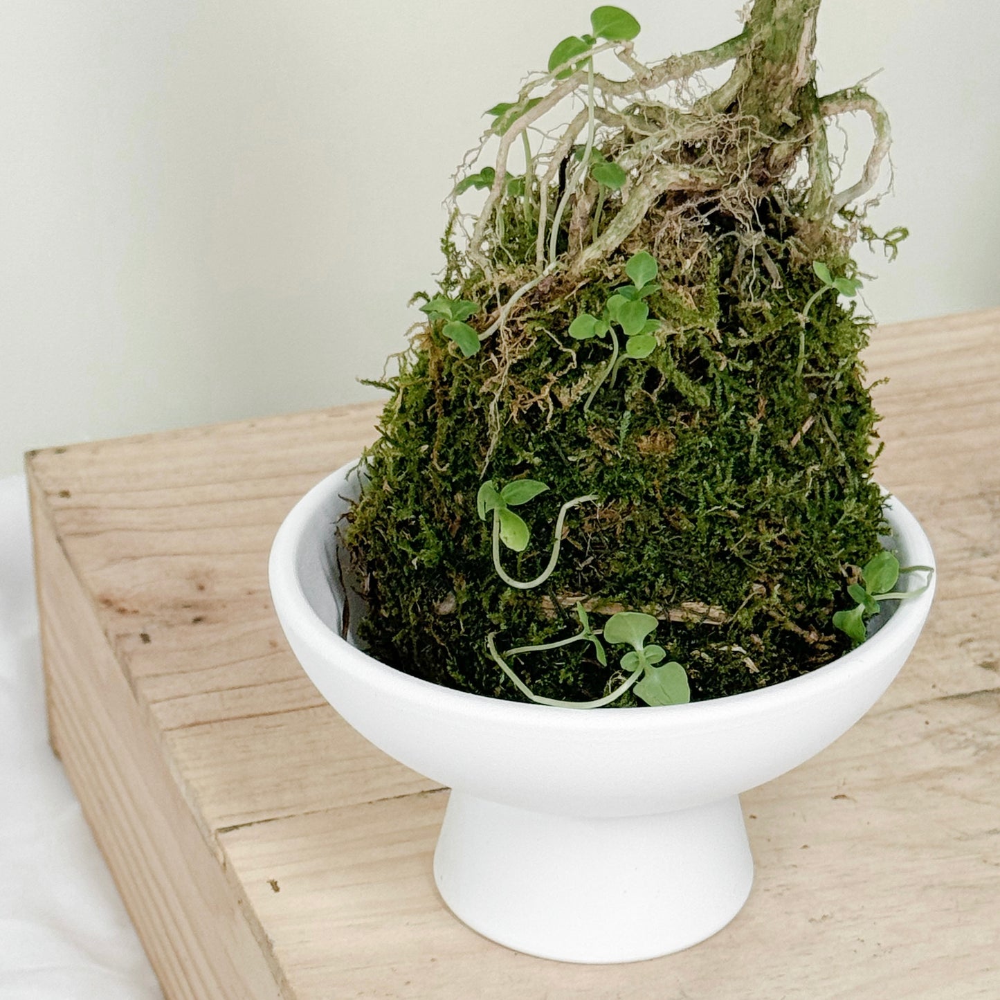 Whtie Moss Ball Pot